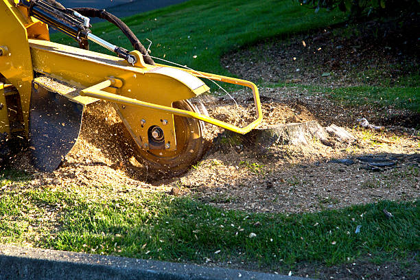 Seasonal Cleanup (Spring/Fall) in Wescosville, PA